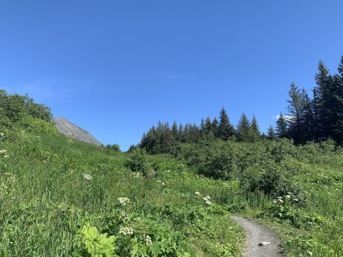A scenic view of a grassy trail leading through lush greenery and trees under a clear blue sky.