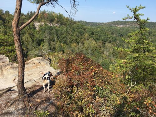 A dog stands on a rocky ledge overlooking a lush, green valley filled with trees under a clear blue sky.