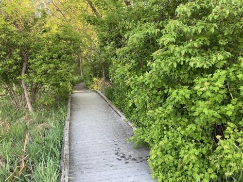 A wooden boardwalk surrounded by lush green foliage and trees, leading through a serene natural area.
