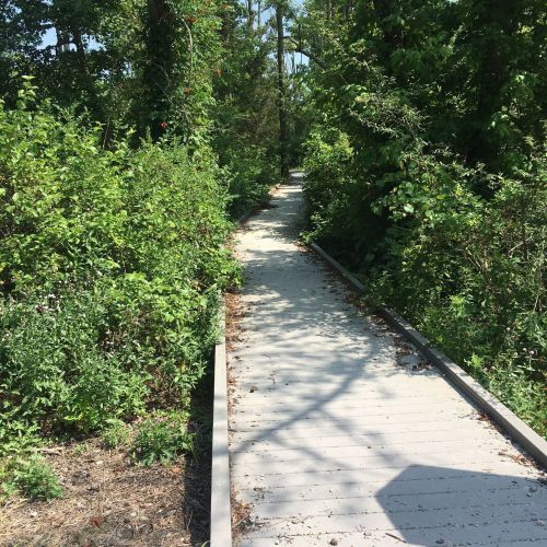 A wooden boardwalk path surrounded by lush greenery and trees, leading into a serene natural area.