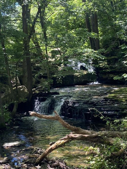 A serene forest scene featuring a small waterfall cascading over rocks into a clear stream, surrounded by lush greenery.