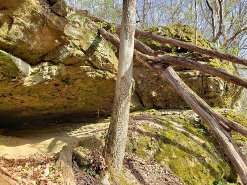 A rocky outcrop with moss-covered ground and a tree, surrounded by fallen branches in a wooded area.
