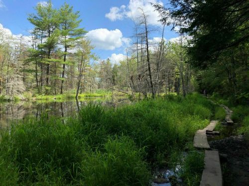 A serene forest scene with a calm pond, lush green grass, and a wooden path beside the water under a blue sky.