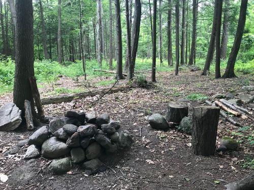 A forest clearing with a stone fire pit, tree stumps, and scattered rocks among tall trees and greenery.