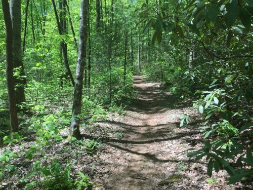 A winding dirt path through a lush green forest, surrounded by trees and foliage.