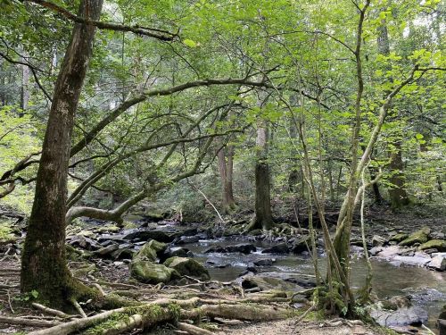 A serene forest scene with a flowing stream, surrounded by lush green trees and moss-covered rocks.