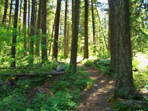 A sunlit forest path winding through tall trees and lush greenery.