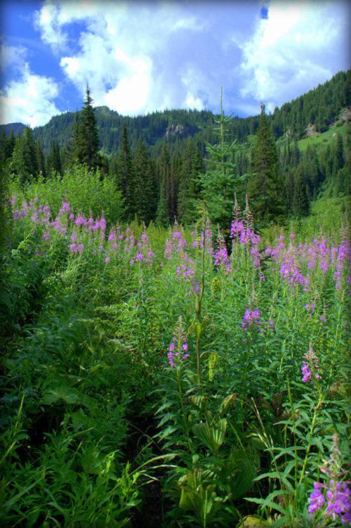 A vibrant meadow filled with purple flowers, surrounded by lush green trees and mountains under a blue sky.