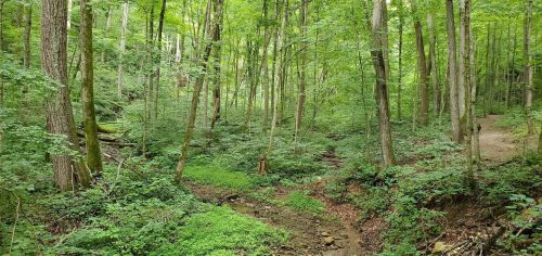 Lush green forest with tall trees, a small stream, and a winding path through dense foliage.