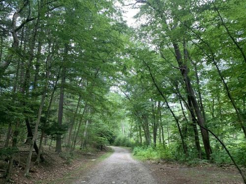 A serene dirt path winding through a lush green forest with tall trees on either side.