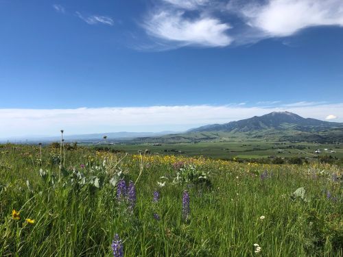 A scenic view of a lush green landscape with wildflowers, rolling hills, and a distant mountain under a blue sky.