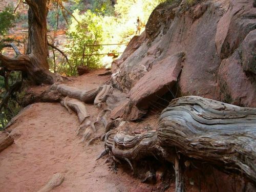 A winding dirt path surrounded by twisted tree roots and rocky terrain in a sunlit canyon.