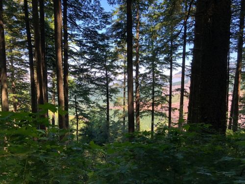 A serene forest scene with tall trees and a view of distant mountains through the foliage.