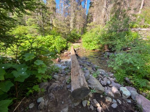 A wooden log bridge crosses a small stream, surrounded by lush greenery and tall trees in a forest setting.