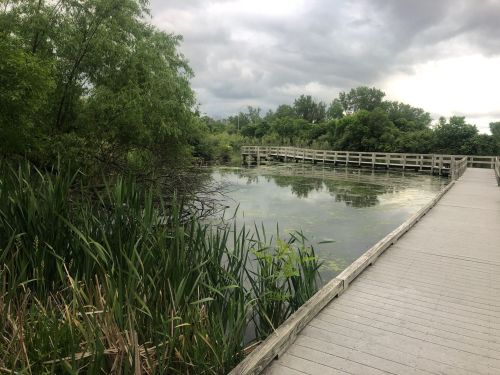A wooden boardwalk leads through lush greenery beside a calm, reflective pond under a cloudy sky.