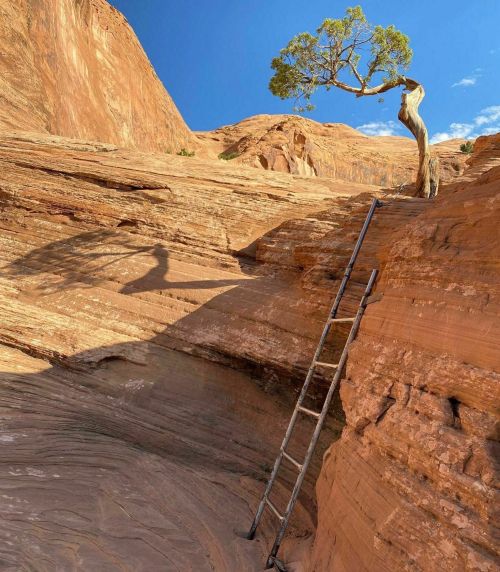 A wooden ladder leads up a rocky cliff, with a lone tree growing at the top against a clear blue sky.