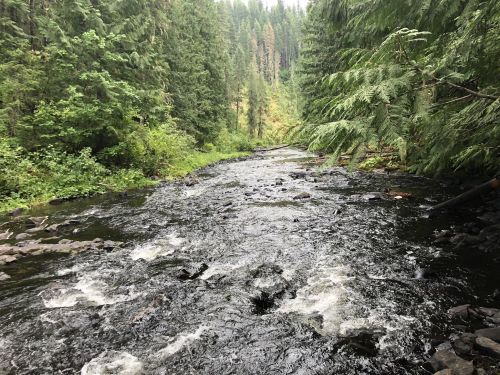 A serene river flows through a lush green forest, surrounded by tall trees and rocky banks.