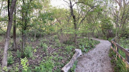 A winding gravel path through a lush green forest with trees and underbrush on either side.