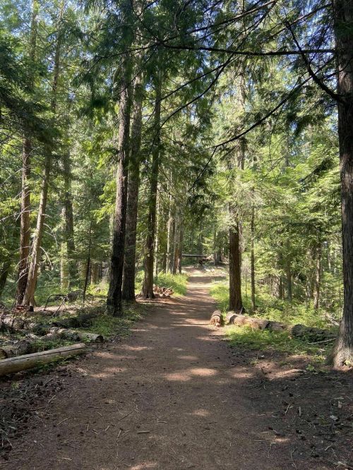 A sunlit dirt path winding through a lush green forest with tall trees and scattered logs.