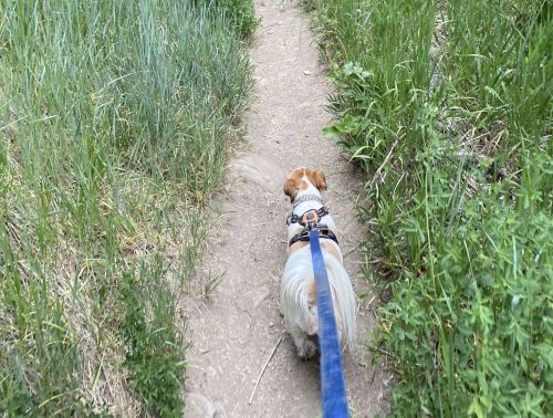 A small dog walks along a dirt path surrounded by tall grass.