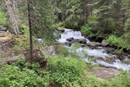 A serene forest scene featuring a flowing stream surrounded by lush greenery and tall trees.