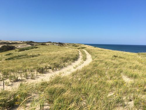 A sandy path winds through tall grass dunes, leading to a calm blue ocean under a clear blue sky.