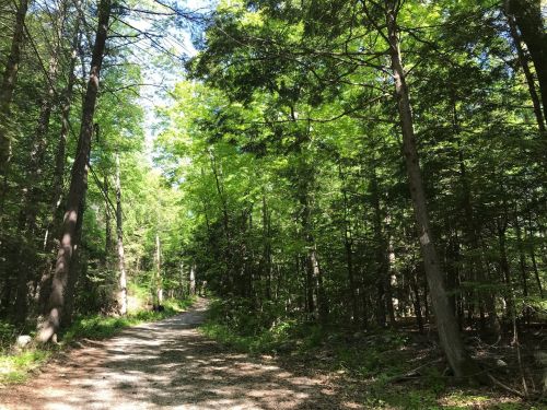 A serene forest path surrounded by tall green trees and dappled sunlight filtering through the leaves.