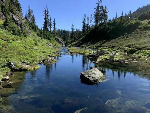 A serene landscape featuring a clear stream surrounded by lush greenery and tall trees under a blue sky.