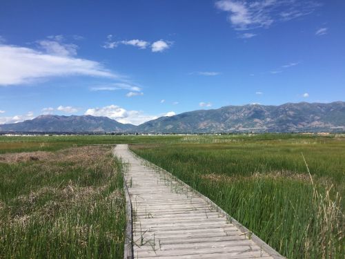 A wooden boardwalk stretches through lush green marshland under a bright blue sky with scattered clouds and mountains in the background.