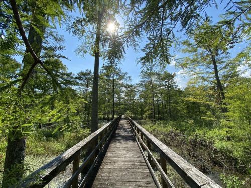 A wooden boardwalk stretches through a lush green wetland, surrounded by trees under a bright blue sky.
