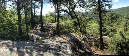 A dog sits on rocky terrain surrounded by trees, with a scenic view of mountains and valleys in the background.