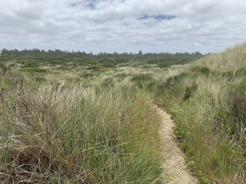 A sandy path winds through tall grass and shrubs under a cloudy sky in a natural landscape.