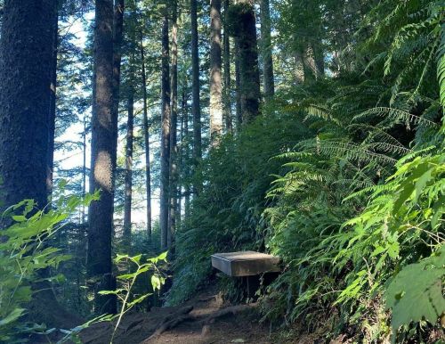 A serene forest scene with tall trees and lush ferns, featuring a wooden bench along a dirt path.