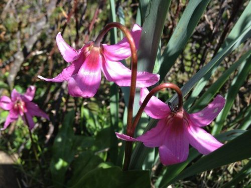 Two pink flowers with curved stems, surrounded by green leaves and blurred background foliage.