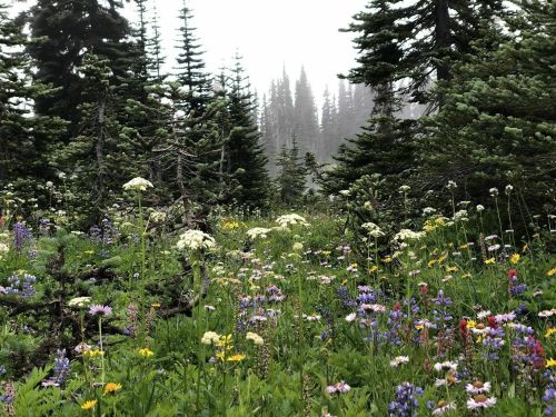 A lush meadow filled with colorful wildflowers, surrounded by tall evergreen trees and a misty forest backdrop.
