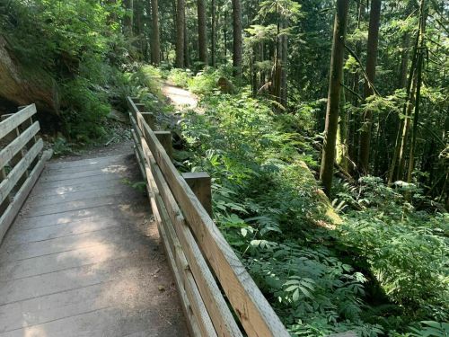 A wooden path winds through a lush green forest, surrounded by tall trees and dense foliage.