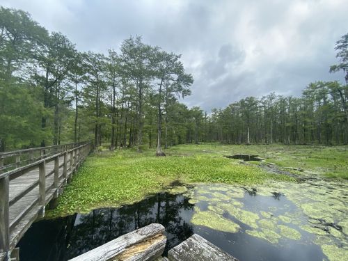 A wooden bridge leads over a serene wetland with lush greenery and calm waters under a cloudy sky.