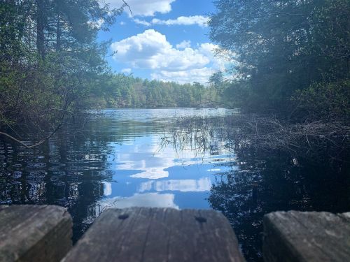 A serene lake view with reflections of clouds and trees, framed by lush greenery and wooden planks in the foreground.