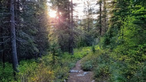 A sunlit forest path surrounded by tall trees and lush greenery, creating a serene and inviting atmosphere.