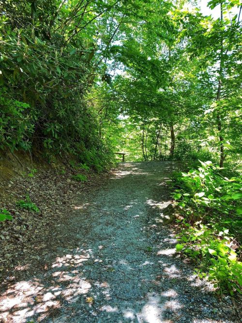 A sunlit gravel path winding through lush green trees and foliage, with a bench visible in the distance.