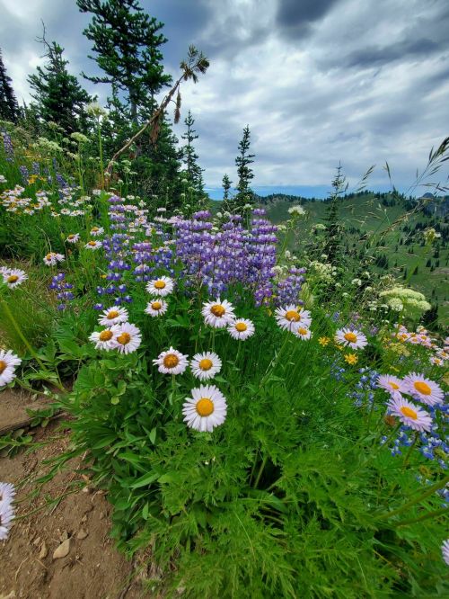 A vibrant meadow filled with purple and white wildflowers, set against a backdrop of green hills and a cloudy sky.