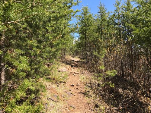 A narrow dirt path winds through a lush green forest under a clear blue sky.