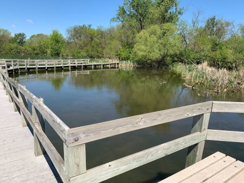 A wooden boardwalk extends over a calm pond surrounded by lush greenery and trees under a clear blue sky.