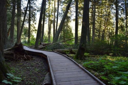A winding wooden path through a lush forest, surrounded by tall trees and greenery.