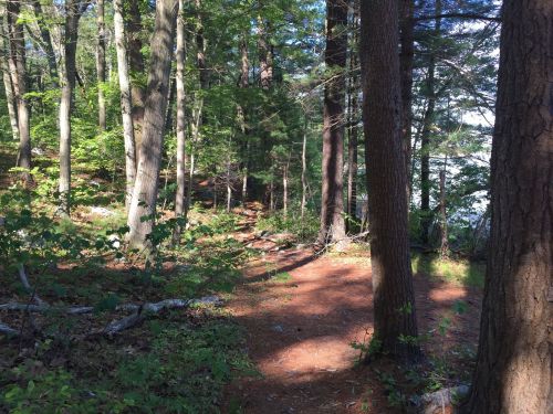 A serene forest path surrounded by tall trees and lush greenery, leading towards a calm body of water.