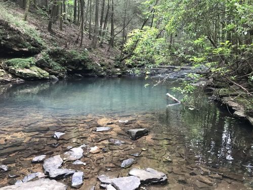 A serene forest scene featuring a clear, calm stream surrounded by lush greenery and rocky banks.