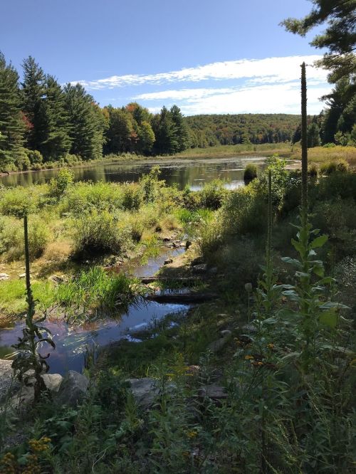 A serene landscape featuring a calm river surrounded by lush greenery and trees under a clear blue sky.