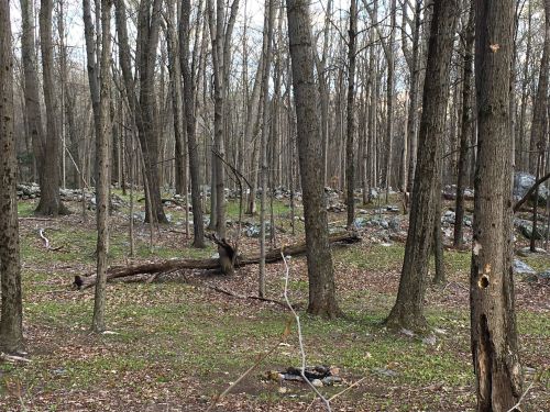 A serene forest scene with bare trees, scattered rocks, and a carpet of green grass and fallen leaves.