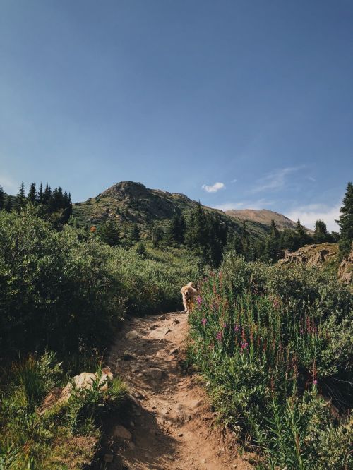 A dog walks along a dirt path surrounded by lush greenery and wildflowers, with mountains in the background under a clear sky.