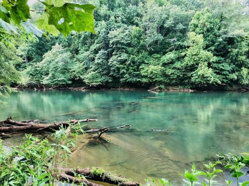 A serene river flows through lush green trees, with fallen branches visible in the clear water.